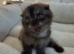Pixie - Scottish Fold Kitten For Sale - Hallandale&comma; FL&comma; US