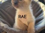 Easter kittens - Siamese Kitten For Sale - Augusta&comma; GA&comma; US