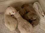 Ragdoll and Cherubim New Arrivals - Ragdoll Kitten For Sale - Laurel&comma; MD&comma; US