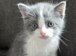 Silas - Polydactyl Kitten For Sale - Dover&comma; OH&comma; US