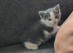 Maximus - Polydactyl Kitten For Sale - Dover&comma; OH&comma; US