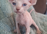 Klaus - Sphynx Kitten For Sale - OH&comma; US