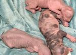 Juno Litter - Sphynx Kitten For Sale - Fort Worth&comma; TX&comma; US