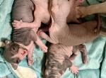 Juno Litter - Sphynx Kitten For Sale - Fort Worth&comma; TX&comma; US