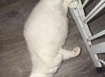 Duchess Litter - Munchkin Kitten For Sale - Fort Worth&comma; TX&comma; US