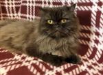 Jane - Persian Cat For Sale - Myakka City&comma; FL&comma; US