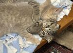 Jasper the go getter Siamese Scottish Fold - Siamese Kitten For Sale - Arlington&comma; MN&comma; US