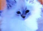 Prince Charles - Siberian Kitten For Sale - Eau Claire&comma; WI&comma; US