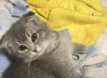 Hazel sweet one Siamese Scottish fold - Scottish Fold Kitten For Sale - Arlington&comma; MN&comma; US
