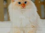Romeo - Siberian Kitten For Sale - Eau Claire&comma; WI&comma; US