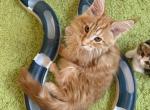 Orange Main Coon Male - Maine Coon Kitten For Sale - Orlando&comma; FL&comma; US