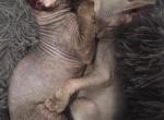 Luna - Sphynx Kitten For Sale - 