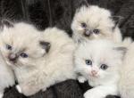Ragdolls - Ragdoll Kitten For Sale - Dearborn&comma; MI&comma; US