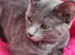 Grey - British Shorthair Kitten For Sale - Boston&comma; MA&comma; US