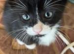 Boss Babies - Bengal Kitten For Sale - Madison&comma; MS&comma; US