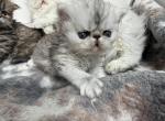 Theo - Persian Kitten For Sale - Fleming Island&comma; FL&comma; US