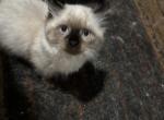 Ragdoll longtail - Ragdoll Kitten For Sale - Louisville&comma; KY&comma; US