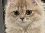 Celesta  lilac golden - British Shorthair Kitten For Sale - Matthews&comma; NC&comma; US