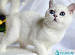 Arkanzas - British Shorthair Kitten For Sale - Norwalk&comma; CT&comma; US