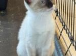 SNOWSHOE BANDIT MANX - Snowshoe Kitten For Sale - 