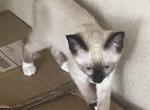 BANDIT SNOW MANX - Siamese Kitten For Sale - 