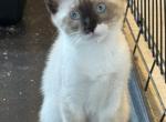 MANX SNOWSHOE - Manx Kitten For Sale - Bryan&comma; TX&comma; US
