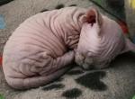Linda - Bambino Kitten For Sale - NY&comma; US