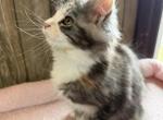 April - Maine Coon Kitten For Sale - 
