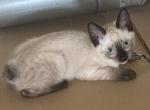 QUEENIE MANX - Manx Kitten For Sale - 