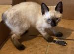 QUEENS SIAMESE - Siamese Kitten For Sale - Bryan&comma; TX&comma; US