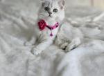 Scottish female kitten - Scottish Straight Kitten For Sale - Jersey City&comma; NJ&comma; US