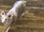 Patches - Sphynx Cat For Sale - 