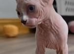 Sookie - Sphynx Kitten For Sale - 