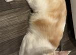 Minnow - Maine Coon Cat For Sale - Chouteau&comma; OK&comma; US