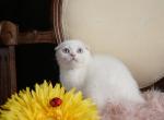 Bonnie - Scottish Fold Kitten For Sale - North Richland Hills&comma; TX&comma; US