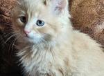 Huckleberry - Domestic Kitten For Sale - Parker&comma; CO&comma; US