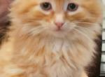 Mango - Domestic Kitten For Sale - Parker&comma; CO&comma; US
