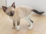 Mouse - Snowshoe Kitten For Sale - Walterboro&comma; SC&comma; US