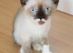 Mouse - Snowshoe Kitten For Sale - Walterboro&comma; SC&comma; US