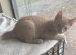 ORANGE MALE MANX - Manx Kitten For Sale - Bryan&comma; TX&comma; US