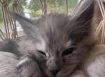 Maple - Maine Coon Kitten For Sale - Bechtelsville&comma; PA&comma; US