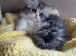 Black and white female persian - Persian Kitten For Sale - 