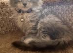 Aspen Polydactyl - Maine Coon Kitten For Sale - 
