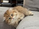 Golden longhair Scottish fold - Scottish Fold Kitten For Sale - 