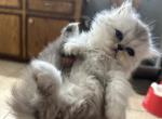 Persian kittens - Persian Kitten For Sale - Austin&comma; TX&comma; US