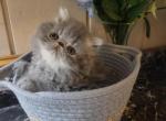 Blue and white female persian - Persian Kitten For Sale - Fort Loudon&comma; PA&comma; US