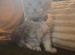 Cedar - Maine Coon Kitten For Sale - 