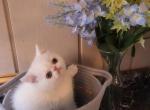 White exotic short haired - Exotic Kitten For Sale - Fort Loudon&comma; PA&comma; US