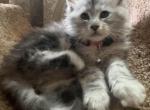 Hazel - Maine Coon Kitten For Sale - Bechtelsville&comma; PA&comma; US