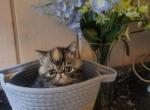 Gorgeous kitty's available - Exotic Kitten For Sale - Fort Loudon&comma; PA&comma; US